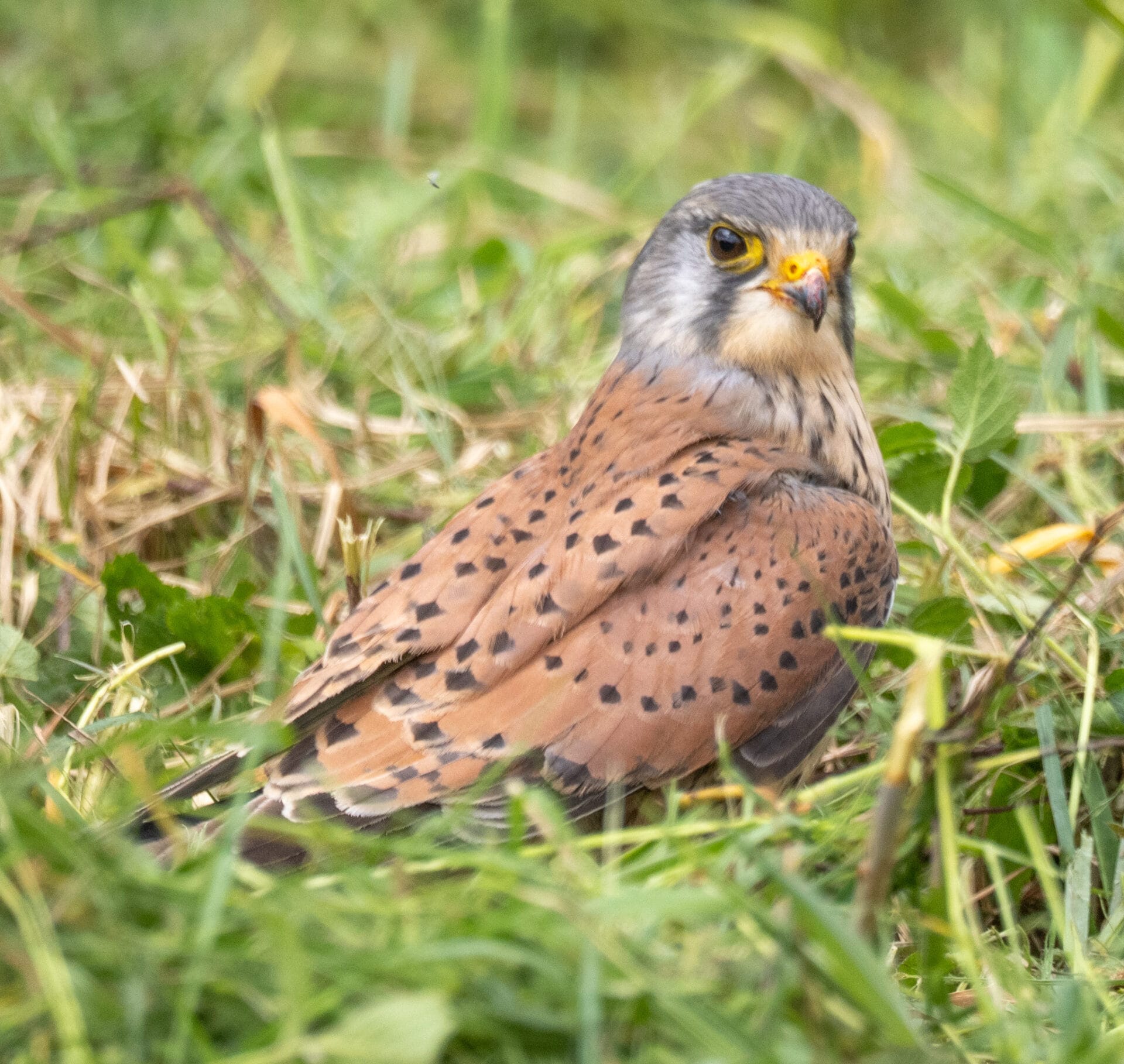 Kestrel_Darlands A Dunnock inquisitively eyeing the grass
