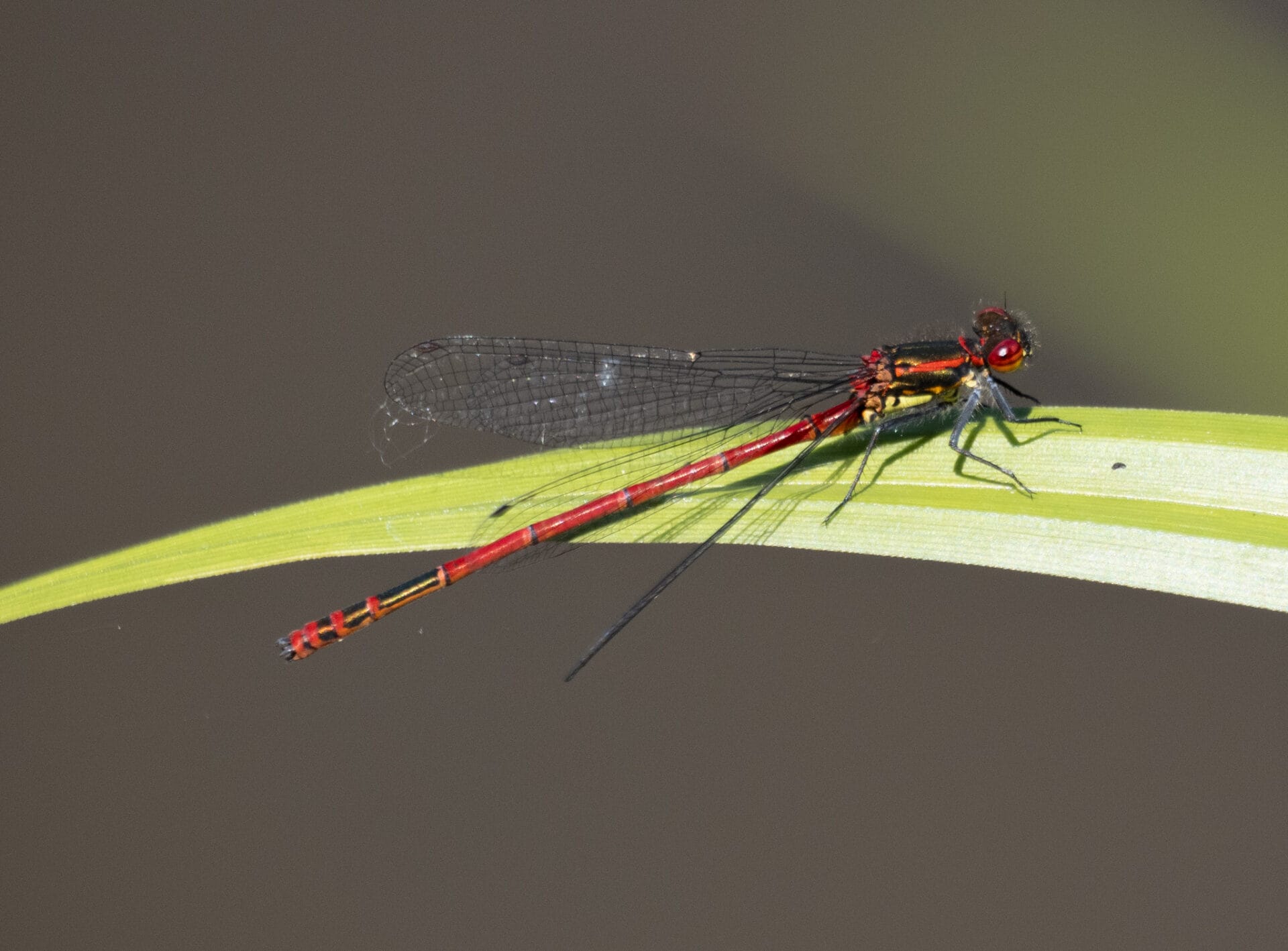 Red_Damselfly_Dalrands A young duck standing on a volunteer-built fence